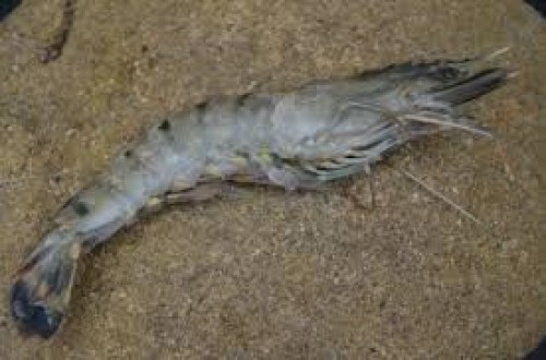 Gambas