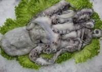 Octopus ( Poulpe)