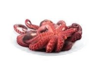 Octopus ( Poulpe)