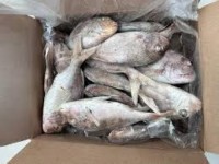 Red porgy (pagrus pagrus)