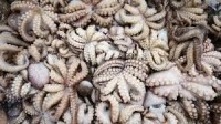 Squid (calamari)