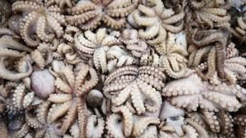 Squid (calamari)